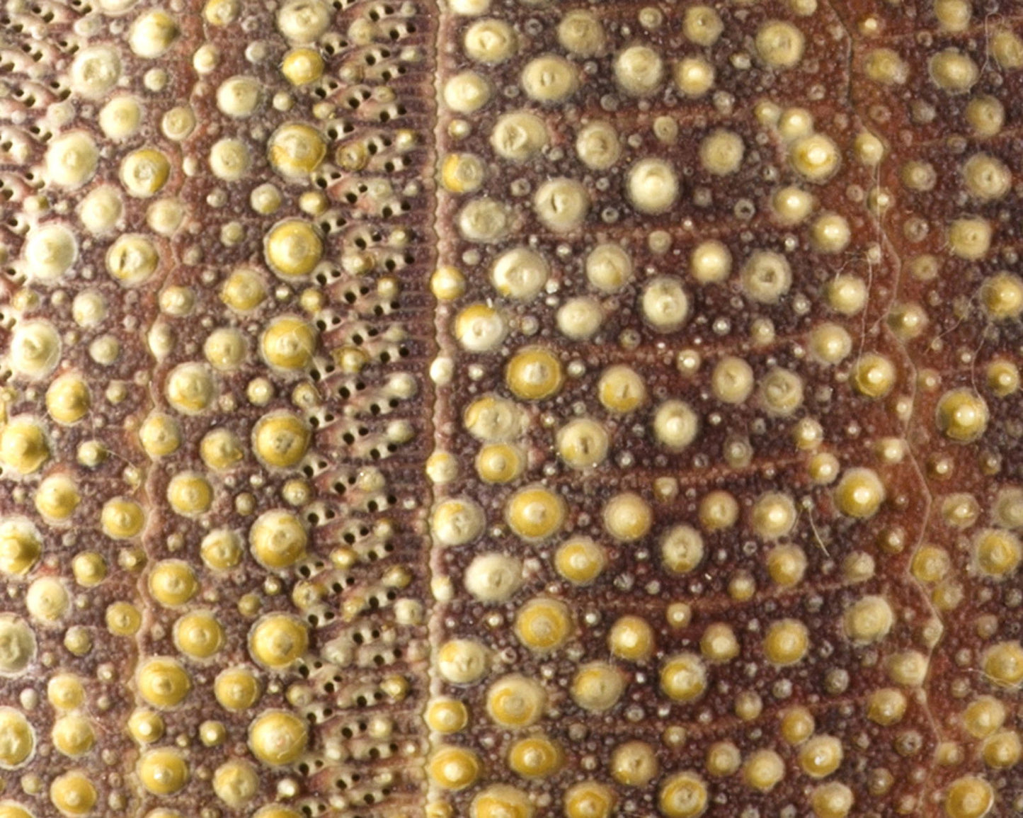 An Asprey Sea Urchin Match Striker, 1958 - Luke Honey | Antiques, Chess, Backgammon & Games