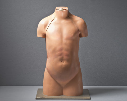 An Anatomical Torso Model, circa 1950