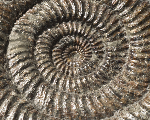 An Ammonite Pair