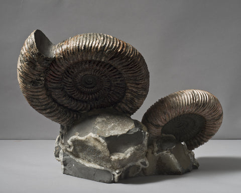 An Ammonite Pair