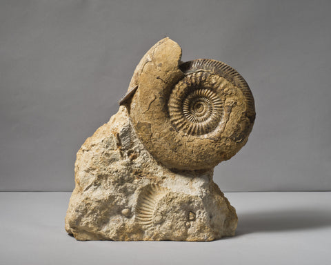 An English Ammonite