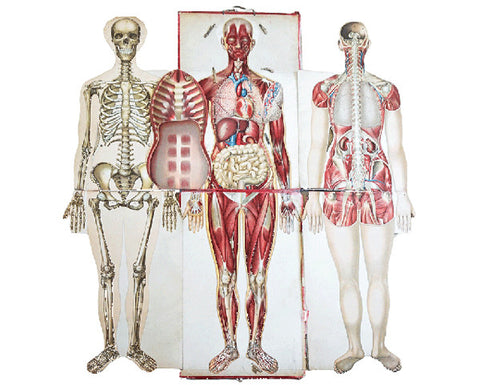An Anatomical Wall Chart, circa 1910