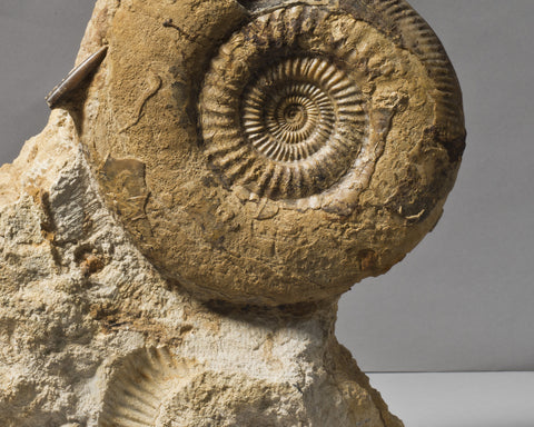 An English Ammonite
