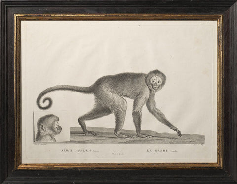 Le Sajou, Engraving by Miger, 1800