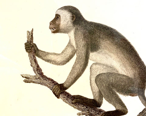 antique audebert monkey print callitriche