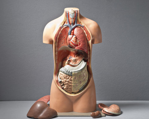 An Anatomical Torso Model, circa 1950